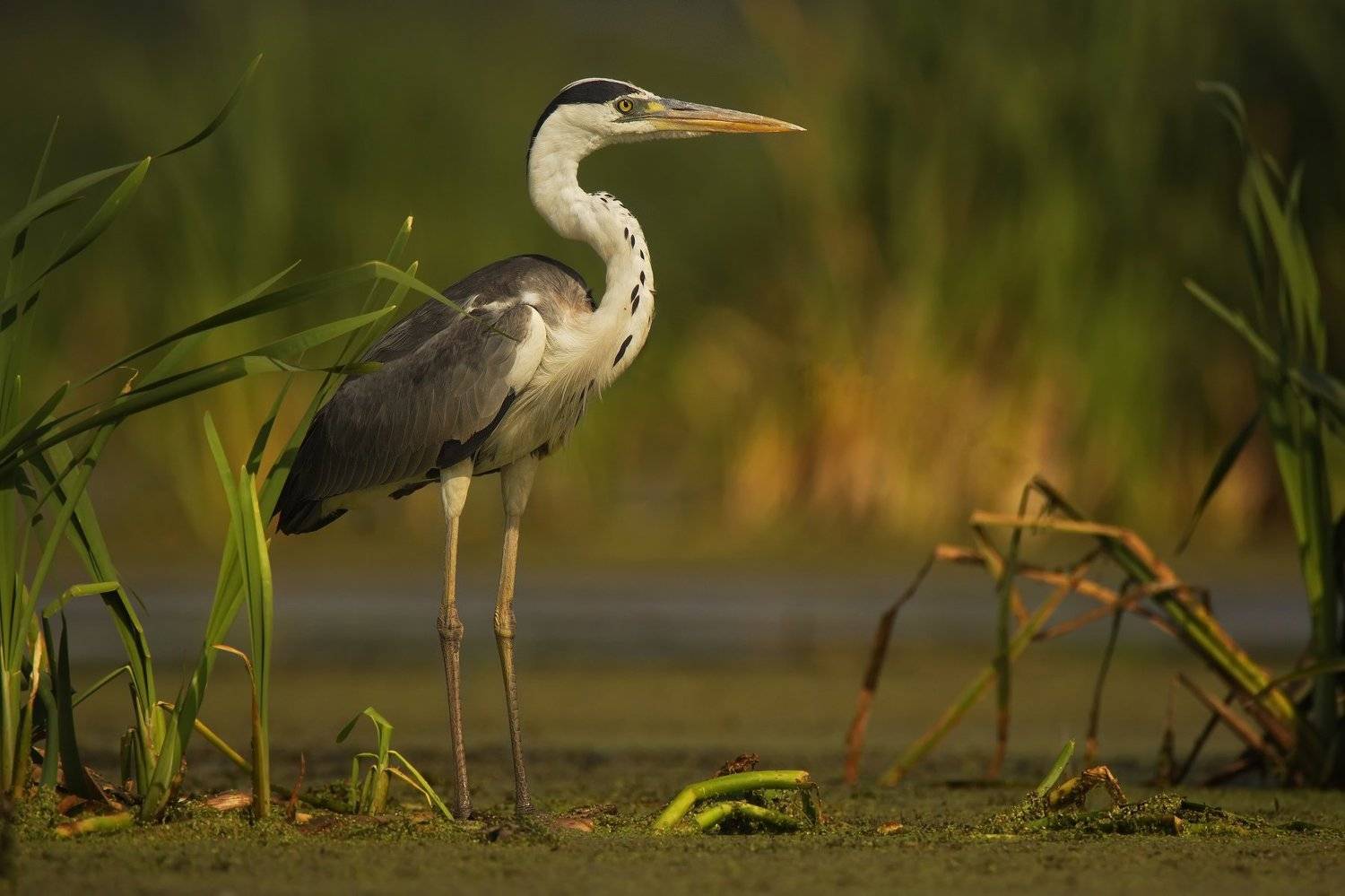 птицы серая цапля, Каранов Николай