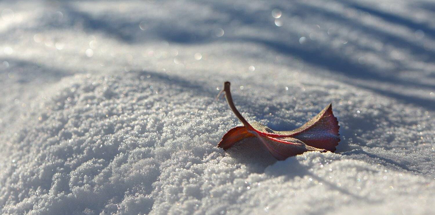 природа, макро, зима, снег, белый, боке, опавший лист, Неля Рачкова