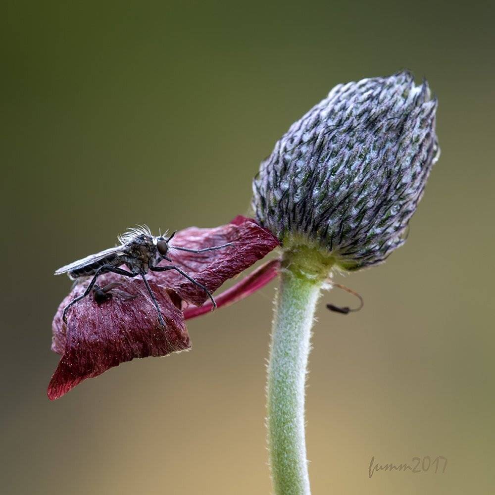 , Игорь ФУММ