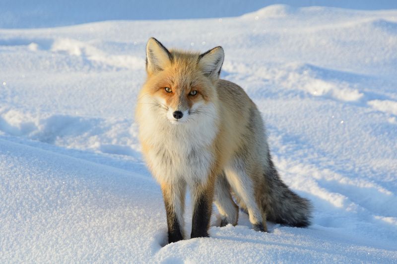 природа, животные, лиса, снег лис фото превью