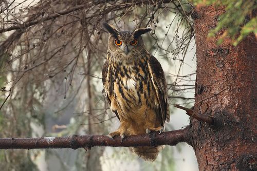 bubo bubo