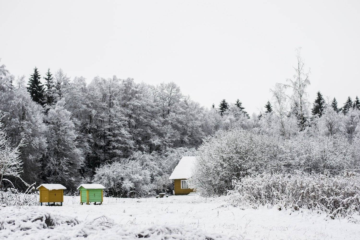 winter, day, snow, nature, nikon, Elein
