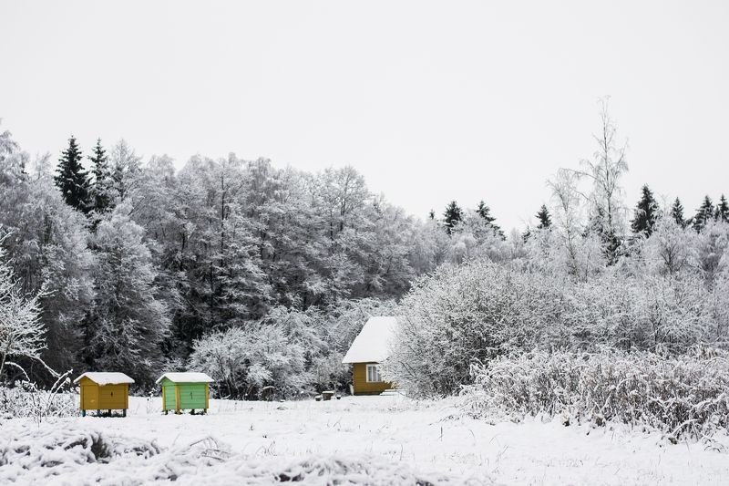 winter, day, snow, nature, nikon Winter* фото превью
