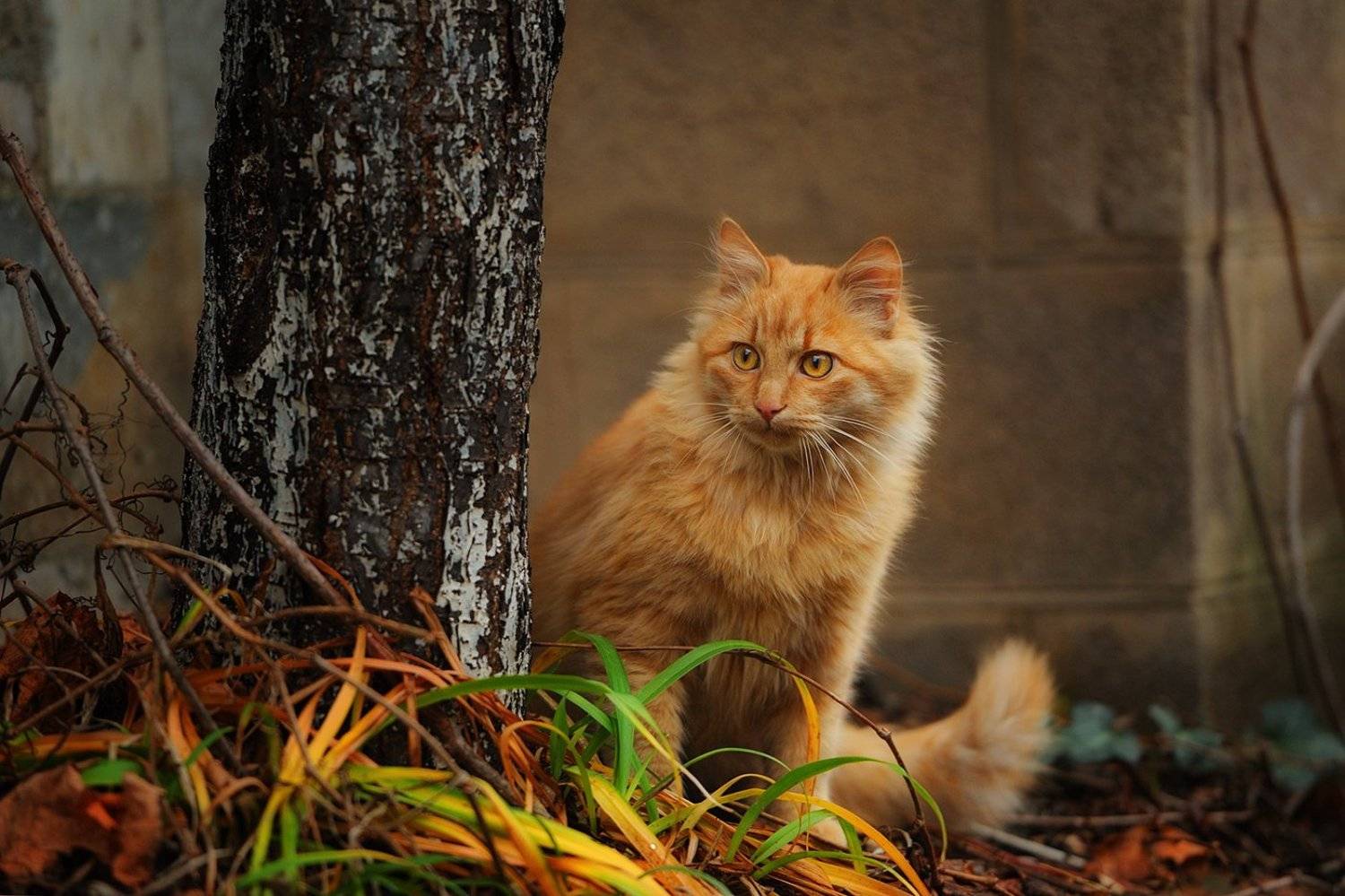 кот, рыжий, Вьюшкин Игорь