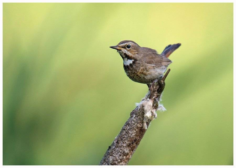 , Валерий Субачев