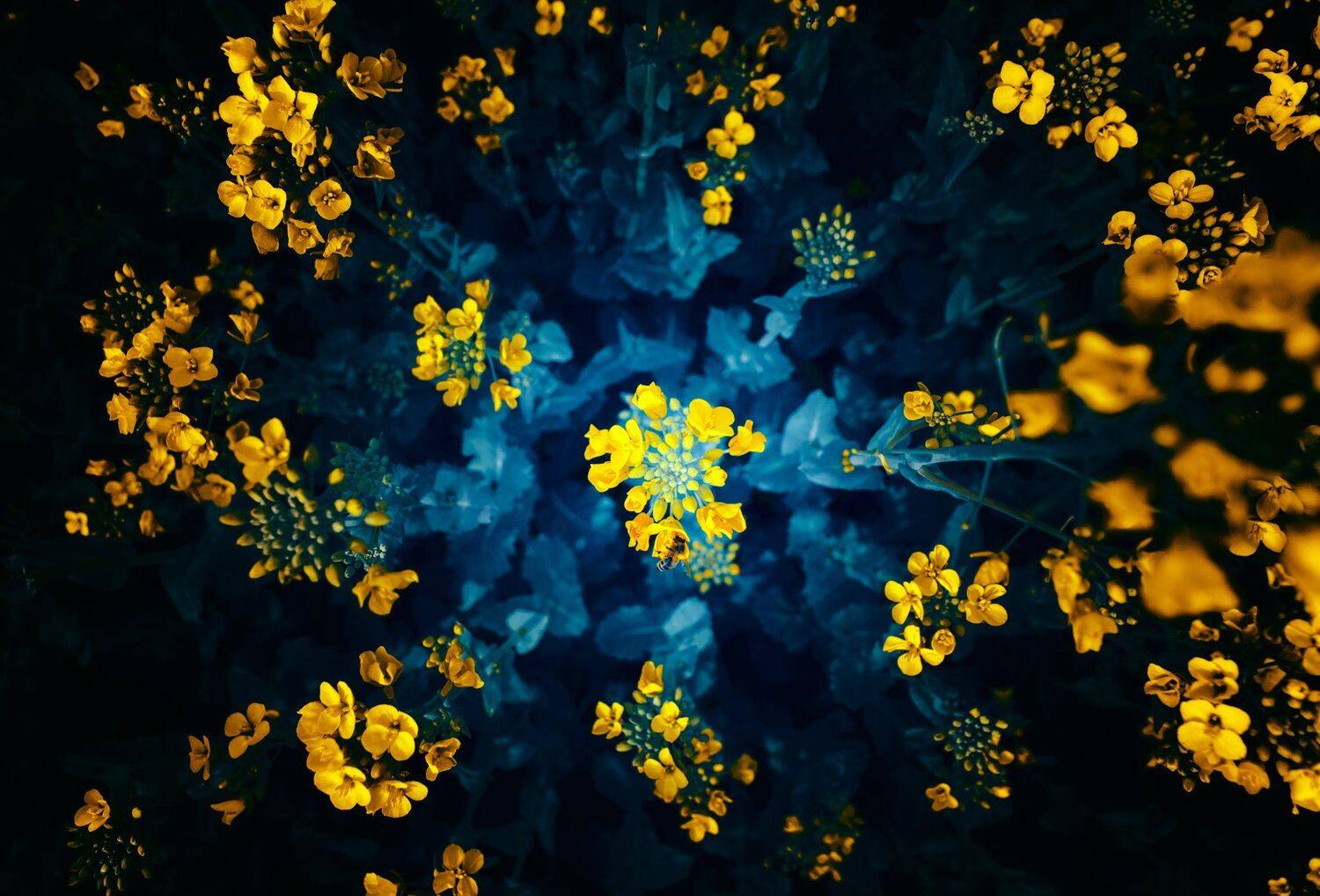 macro, flower, yellow, close up, blue, colors, floral, plant, fine art, field, nature, serbia, ground, meadow, bee, honey bee, insect, pollinated, macro world,, Марко Радовановић