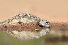 Земляная Белка на водопое -Mexican ground squirrel