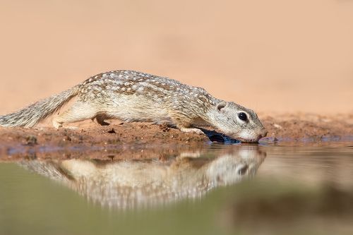 Земляная Белка на водопое -Mexican ground squirrel