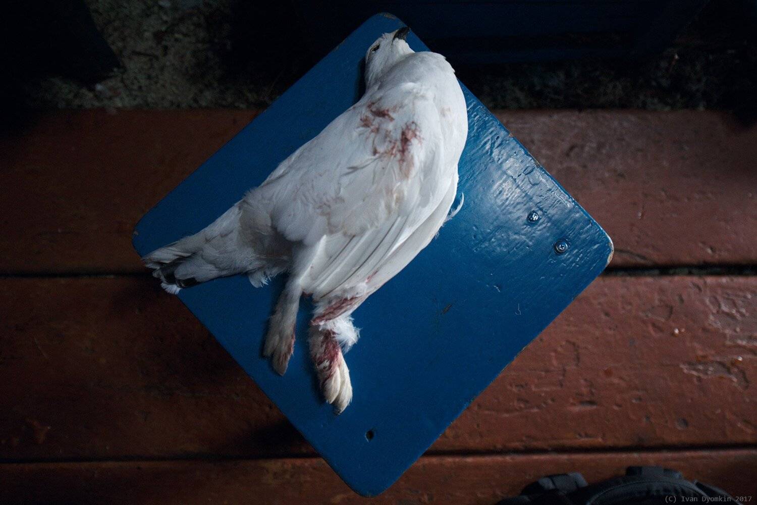 НАО, ненцы, куропатка, чум, ненецкий, Иван Дёмкин