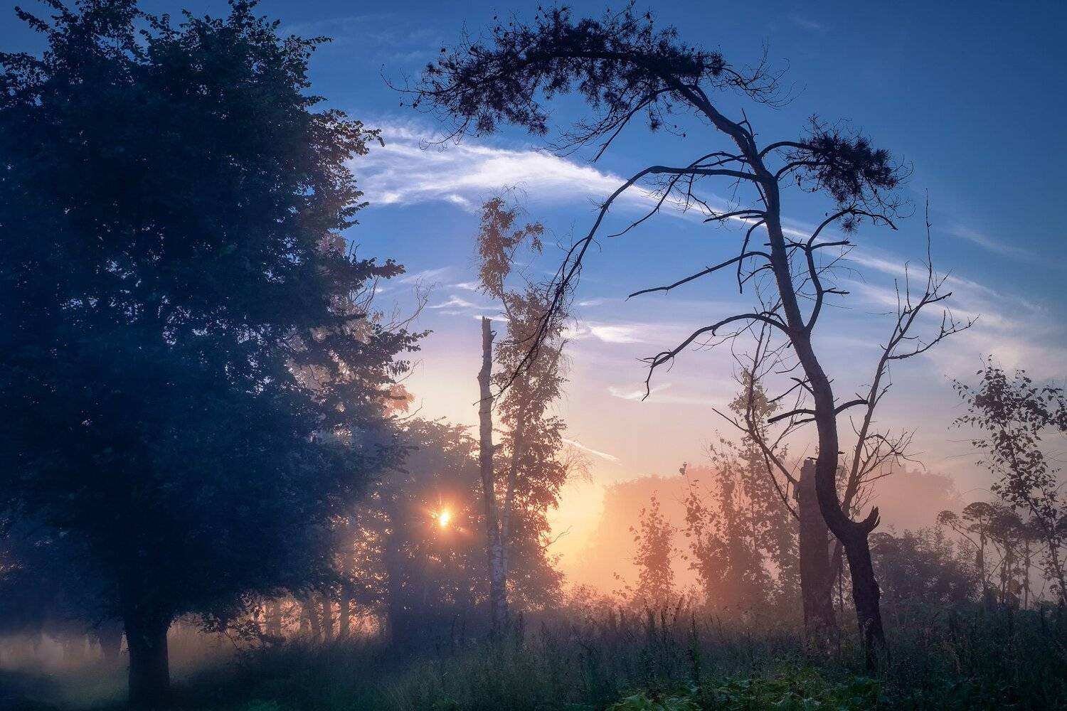 пейзаж, рассвет, солнце, деревья, туман, природа, лес, Андрей Чиж