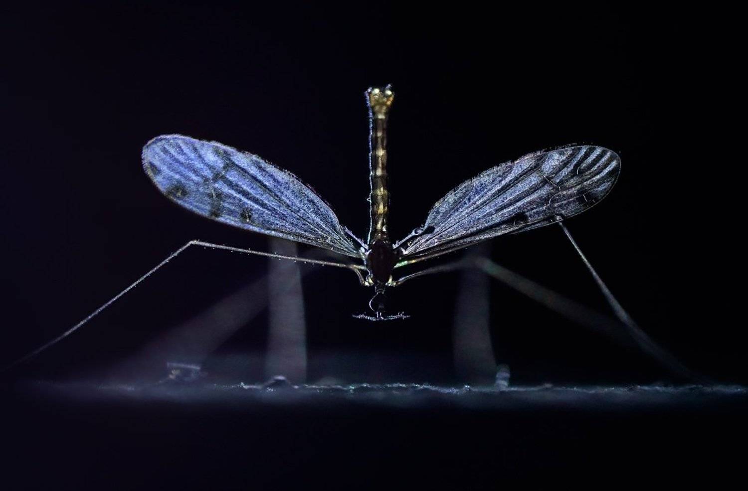 , Валерия Зверева