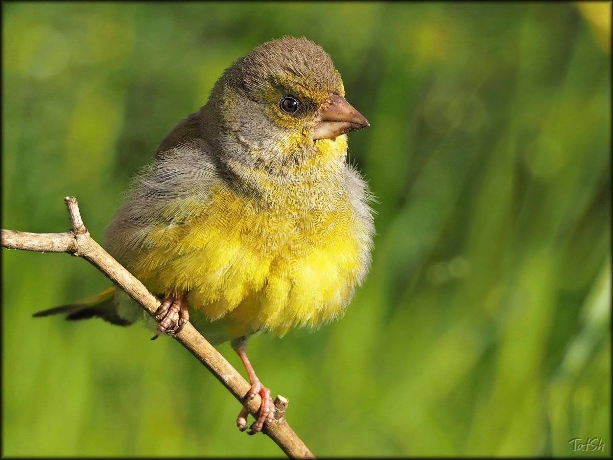  зеленушка, июнь, лето, московская область, обыкновенная зеленушка, природа, птицы, птицы россии, фауна, флора, Шипилова Татьяна