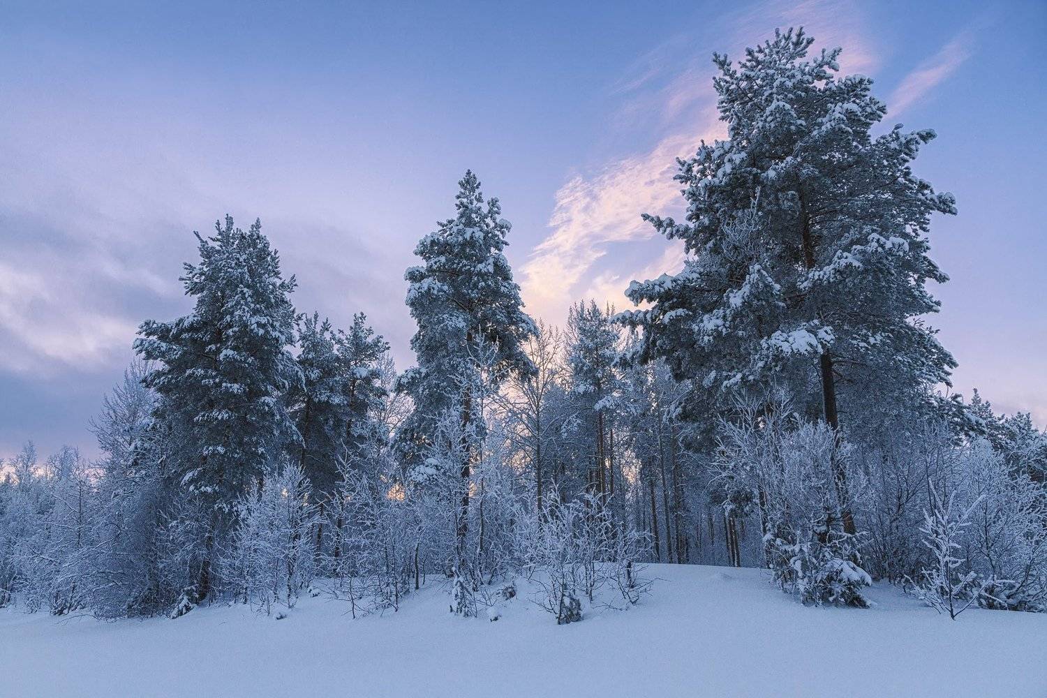 вечер, зима, лес, иней, снег, кусты, деревья, Ра Вера
