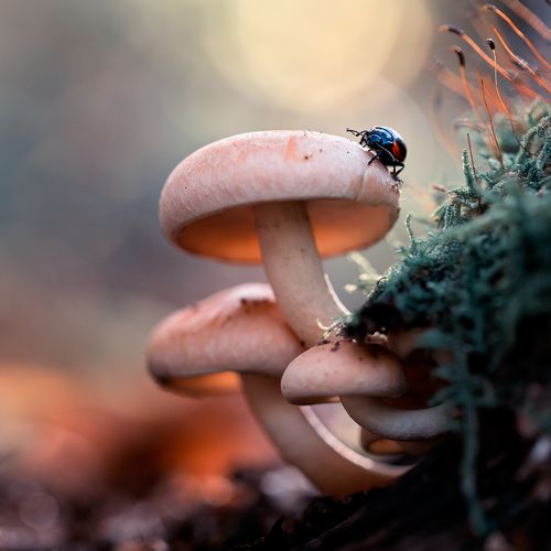 Mushrooms