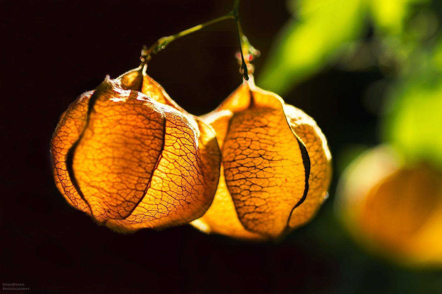 макро, растения, закат, цветы, лиана, macro, plants, flowers, nature, sunset, liana, Тараненко Анжелика