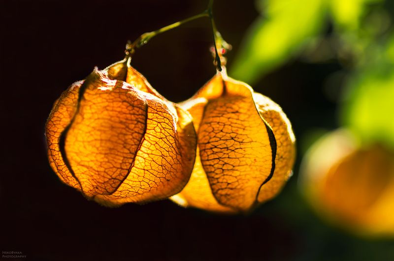 макро, растения, закат, цветы, лиана, macro, plants, flowers, nature, sunset, liana СЕРДЕЧНАЯ ЛИАНА фото превью