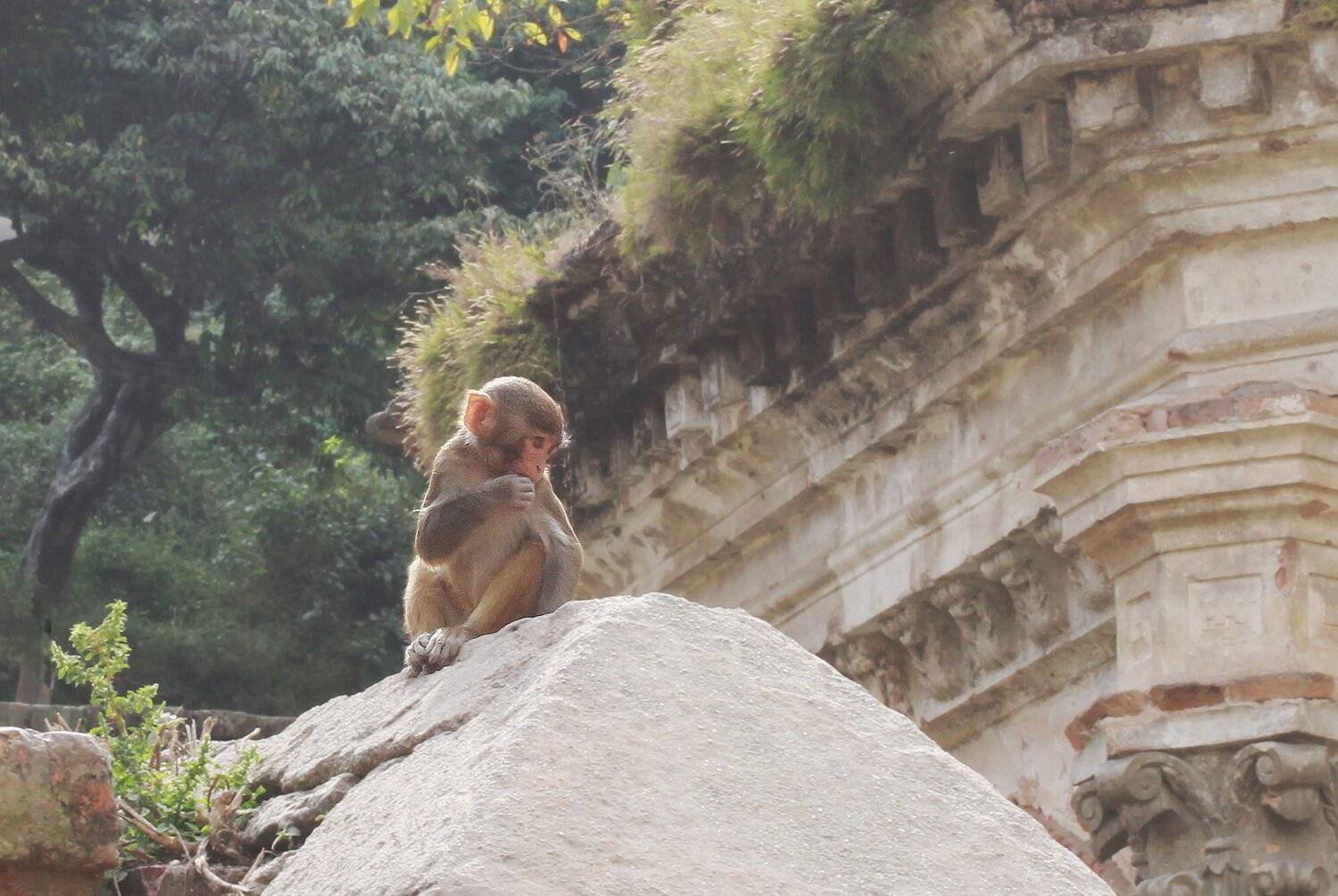 животные, Катманду, Непал, Ekaterina Velichko