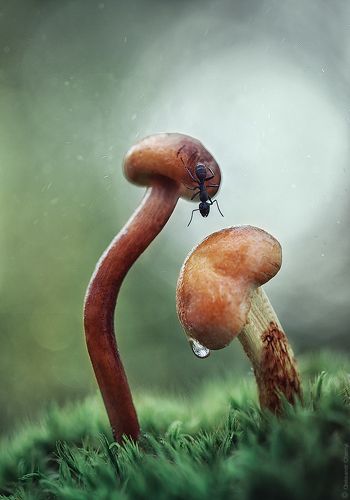 «Опять двойка»