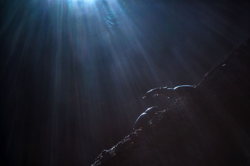 Любовь оленей фото превью