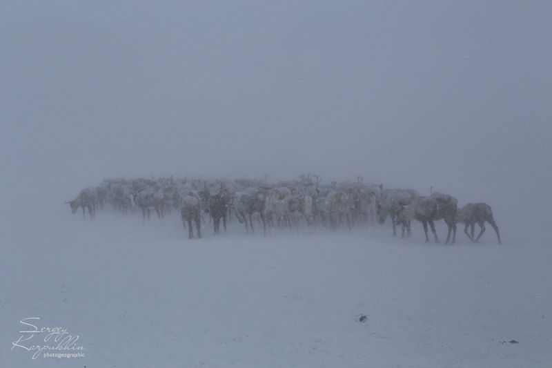 полярный урал, ямал, олени, оленеводы Пурга фото превью