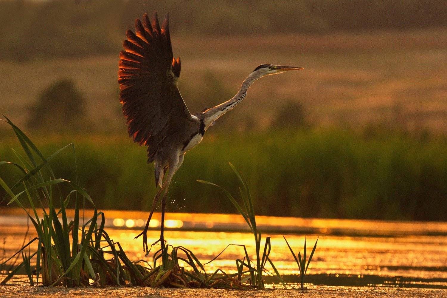 птицы серая цапля, Каранов Николай