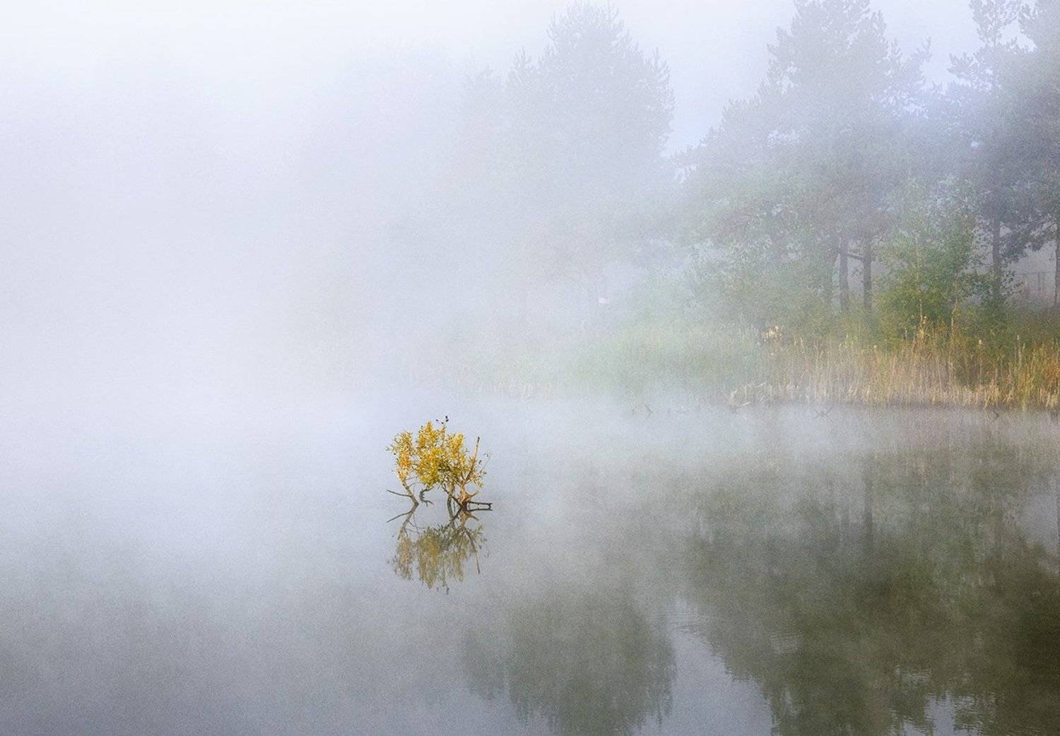 , Анатолий Зверев