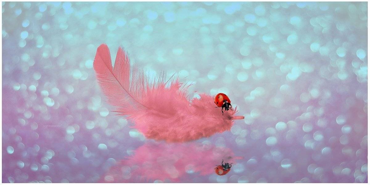 перо, боке, божья коровка, Sergii Vidov