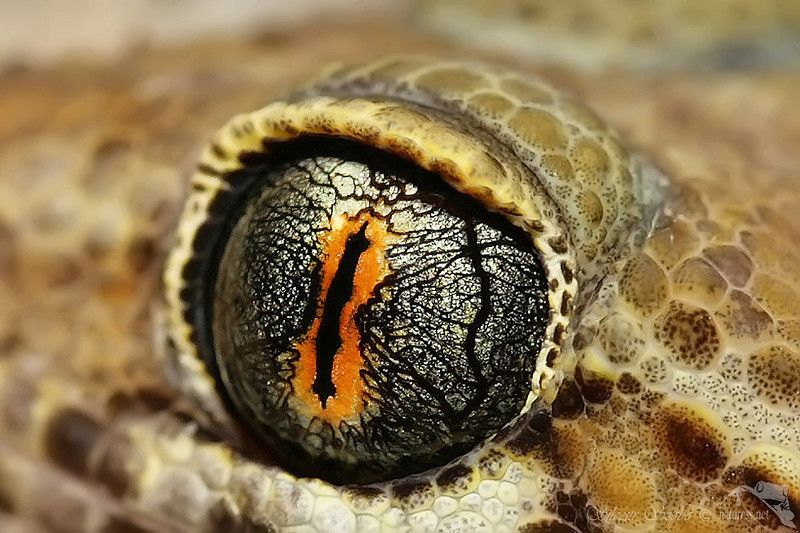 oko фото превью