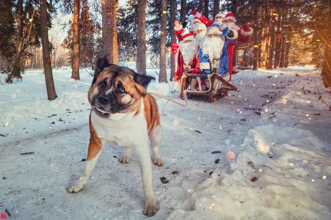 , Осипов Ёжъ Александр