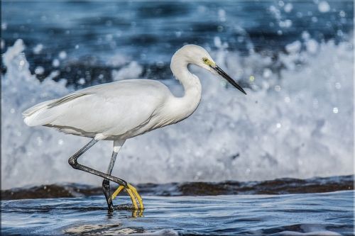 Снежная королева