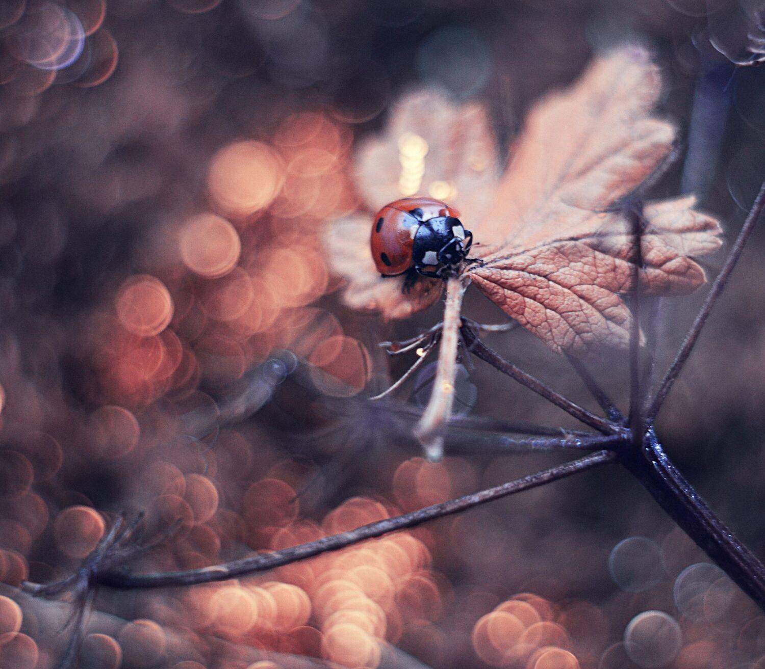 , Лапшина Владлена