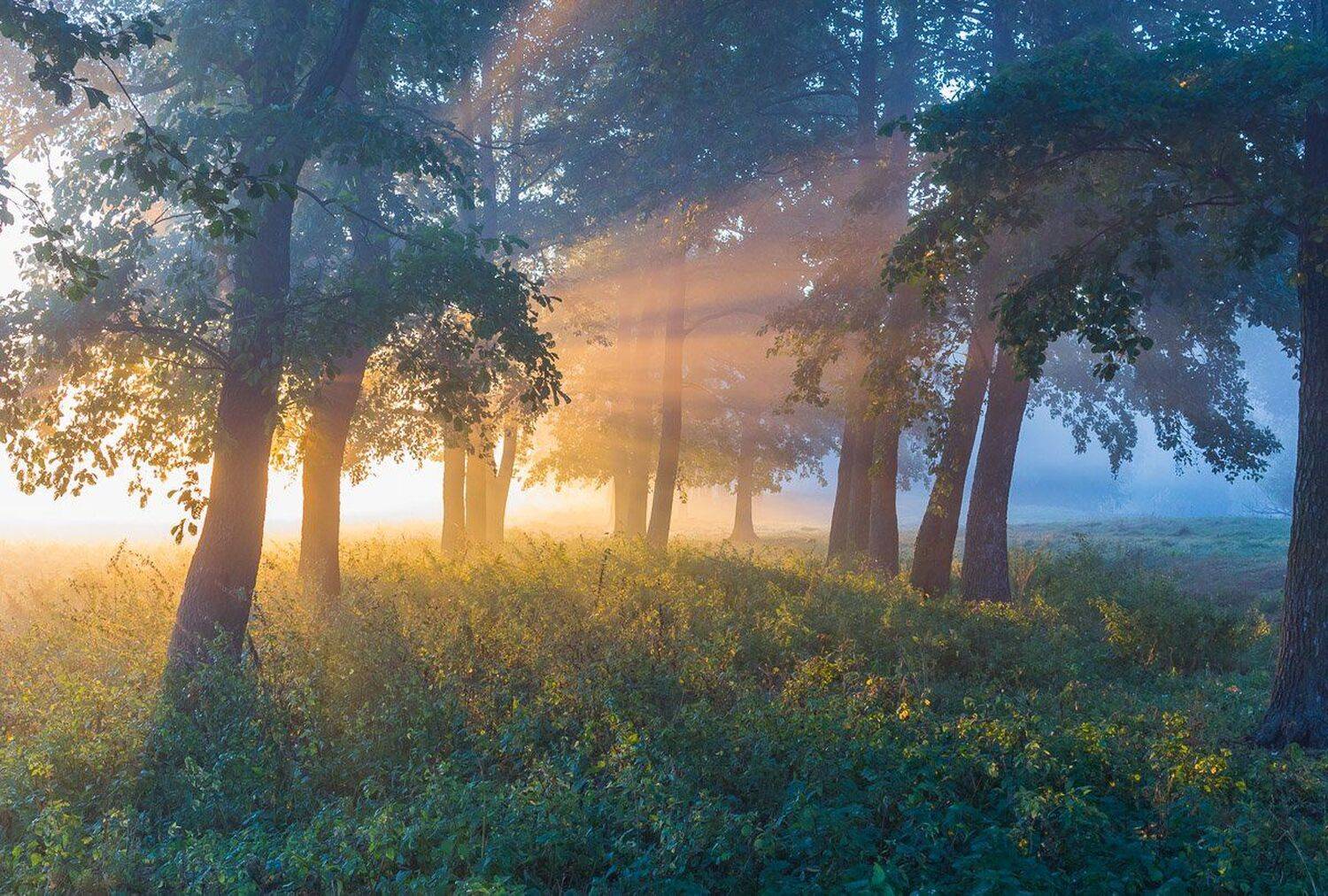 , Александр Подрез