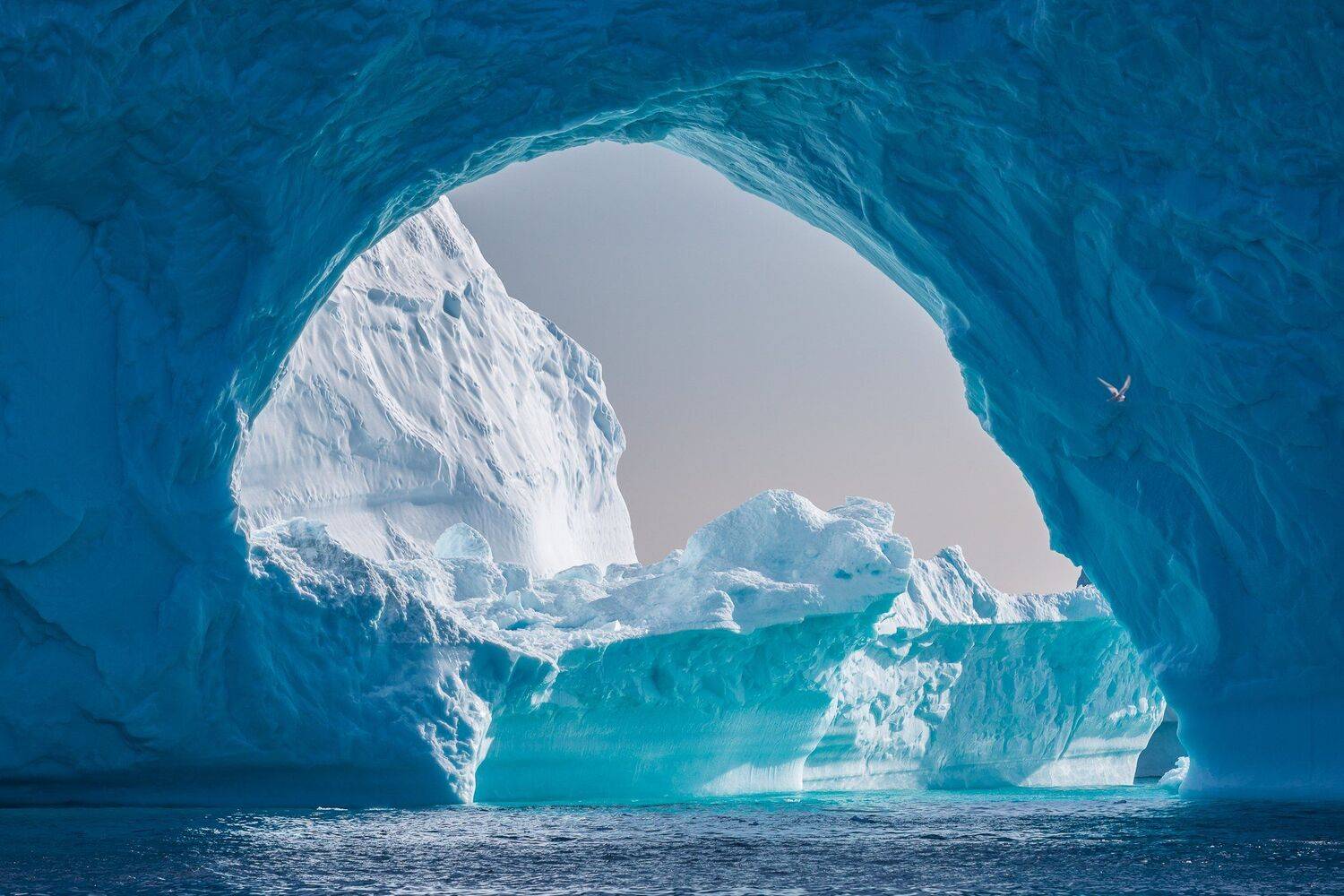 ICEBERG,GREENLAND,ARCH,BIRD, Marek Biegalski