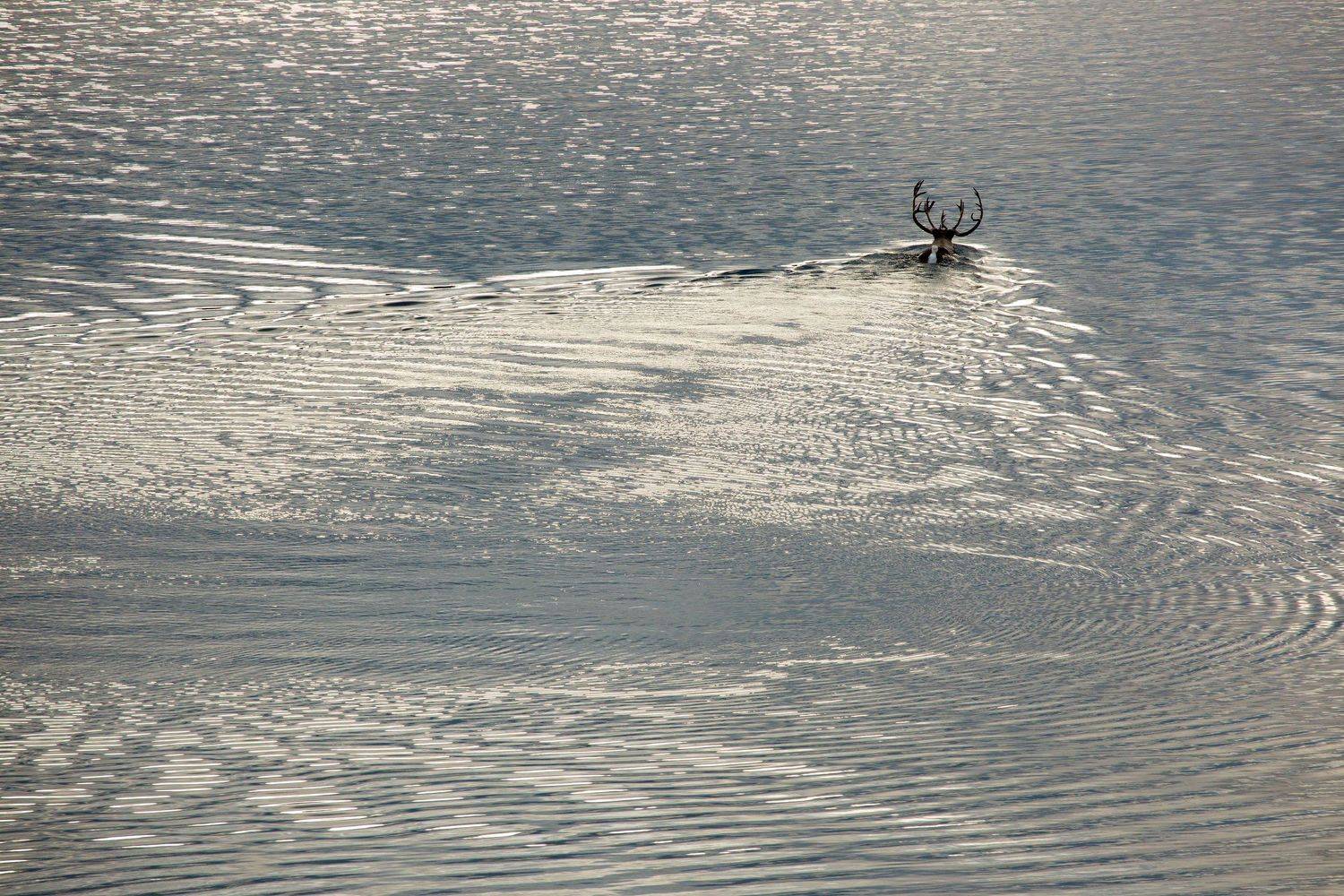 озеро, олень, волны, осень, колыма, дальний восток, антон селезнев, путешествие, встреча, блики, Антон Селезнев