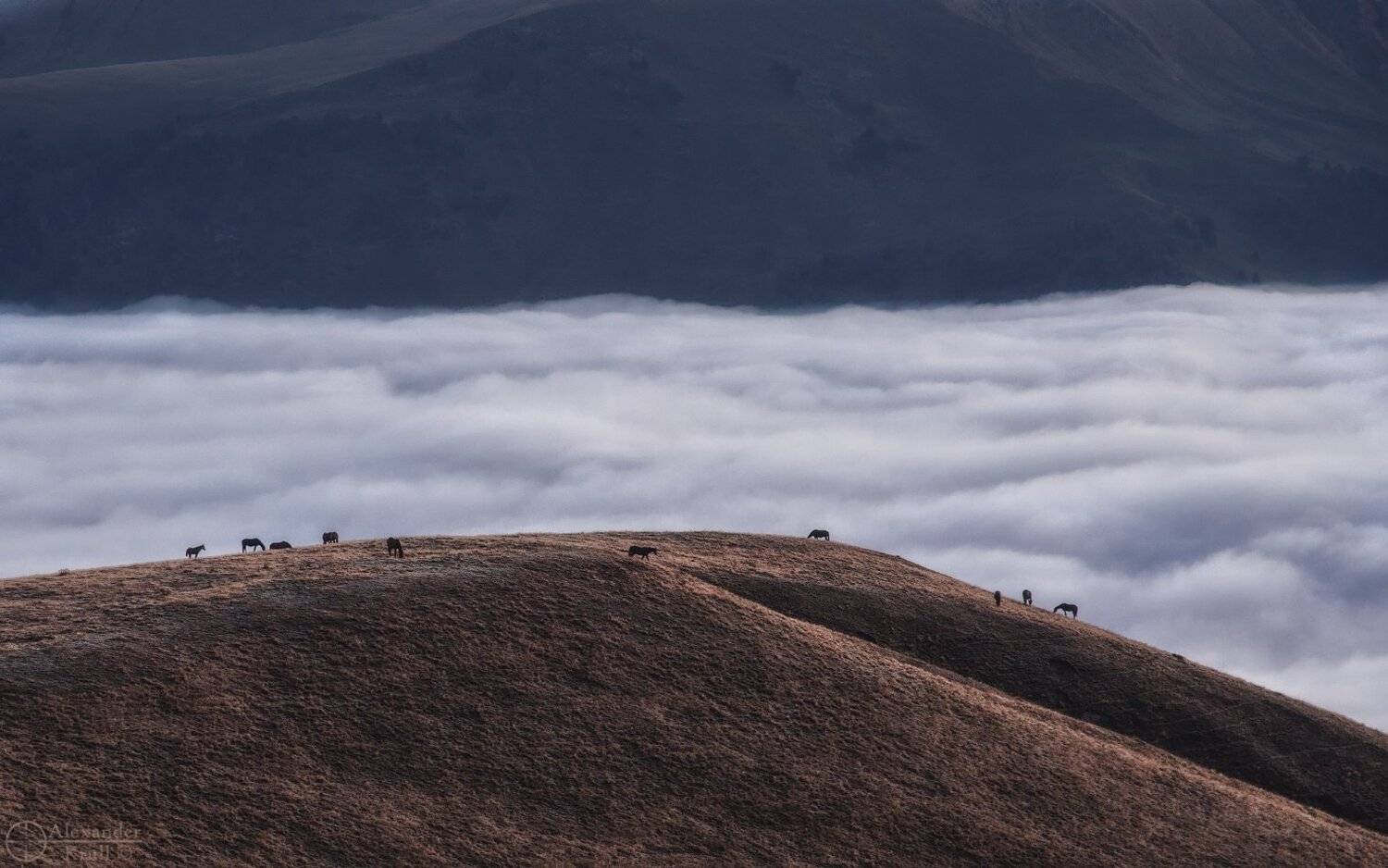 , Александр Круль