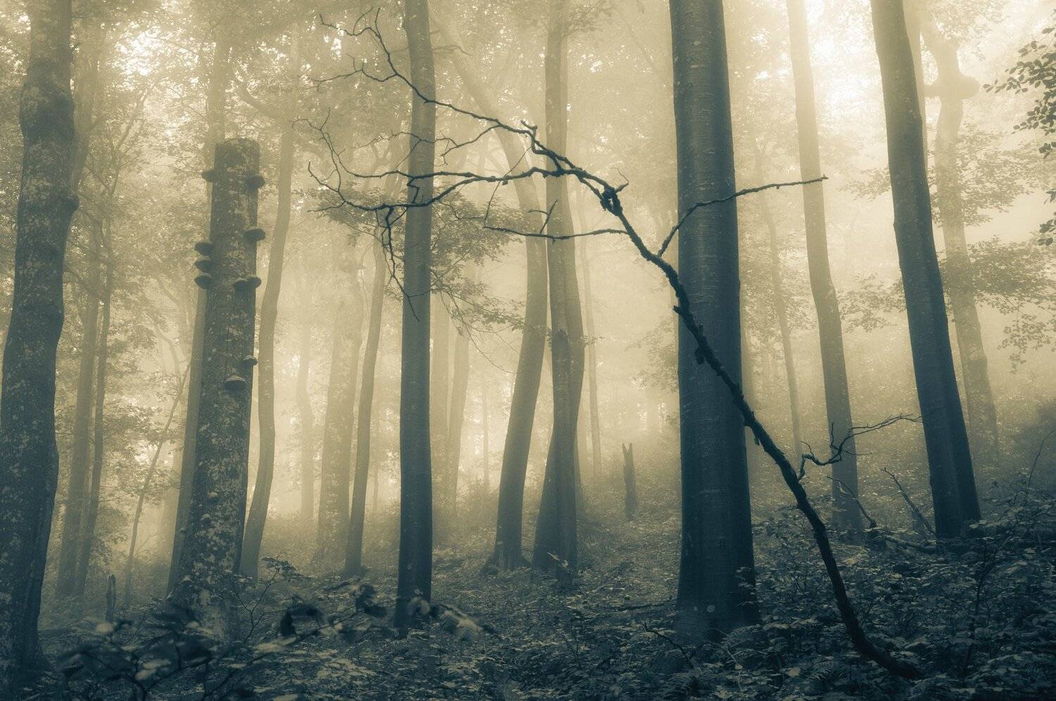 nikon d90, Tihomir Petkov