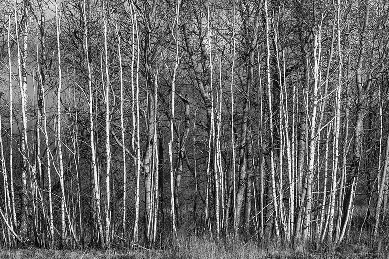 ОСИНЫ фото превью