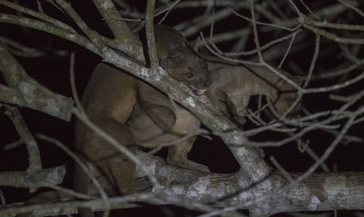 фосса, Александр Маркелов