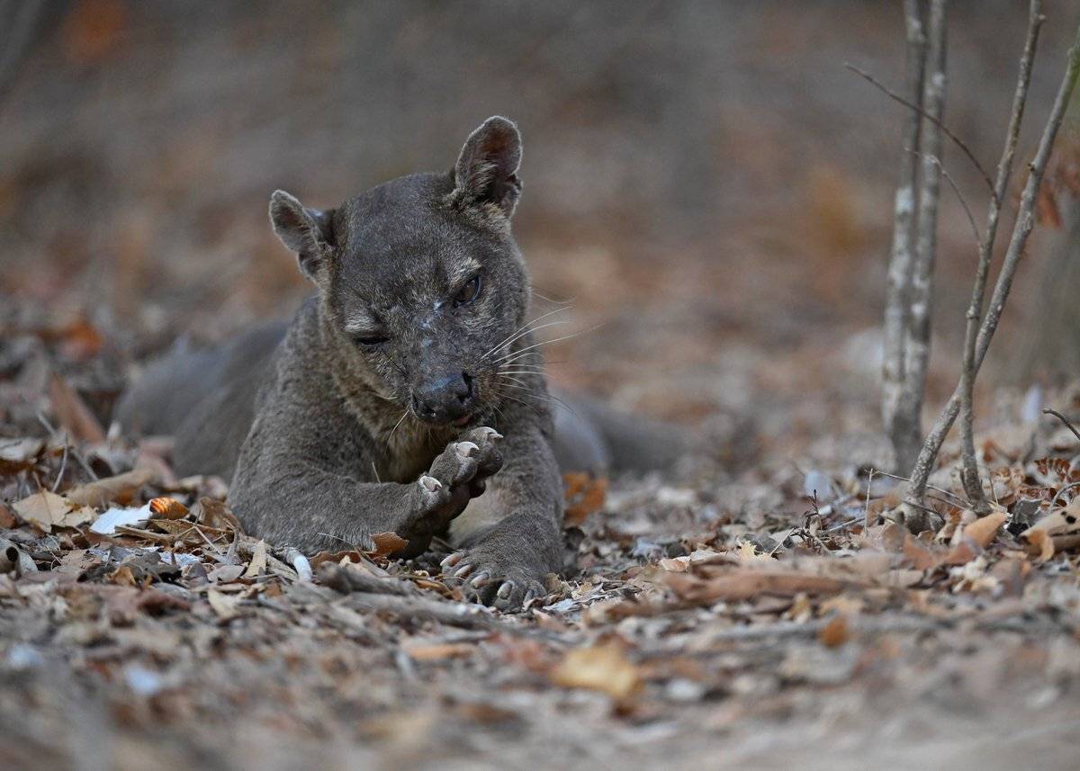 фосса, Александр Маркелов