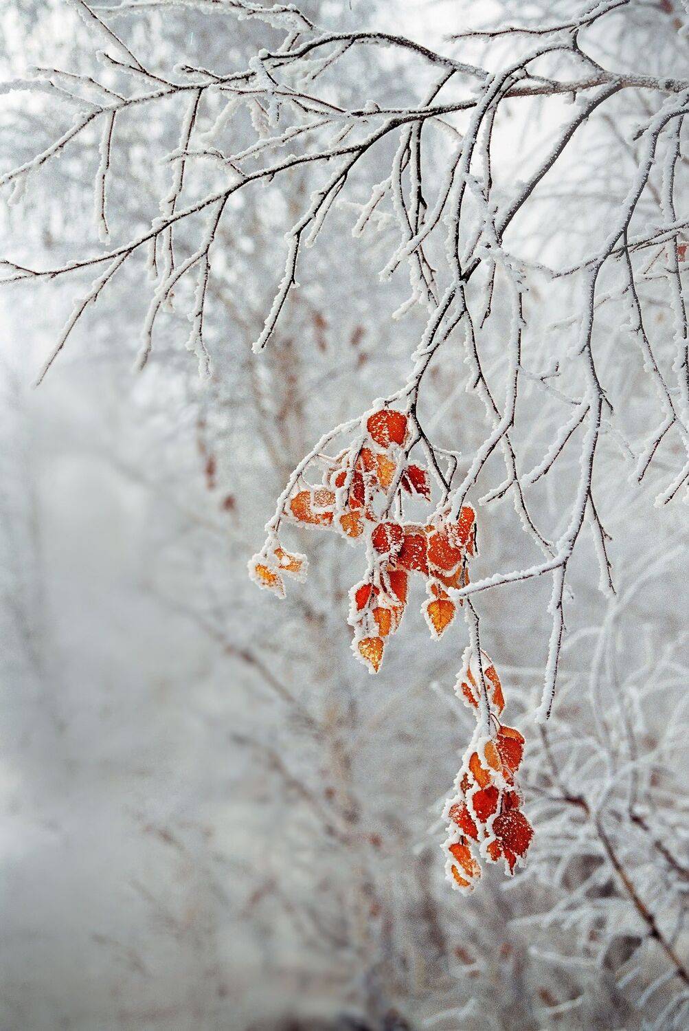 орск оренбургская обл. качурин новотроицк южный урал, Качурин Алексей