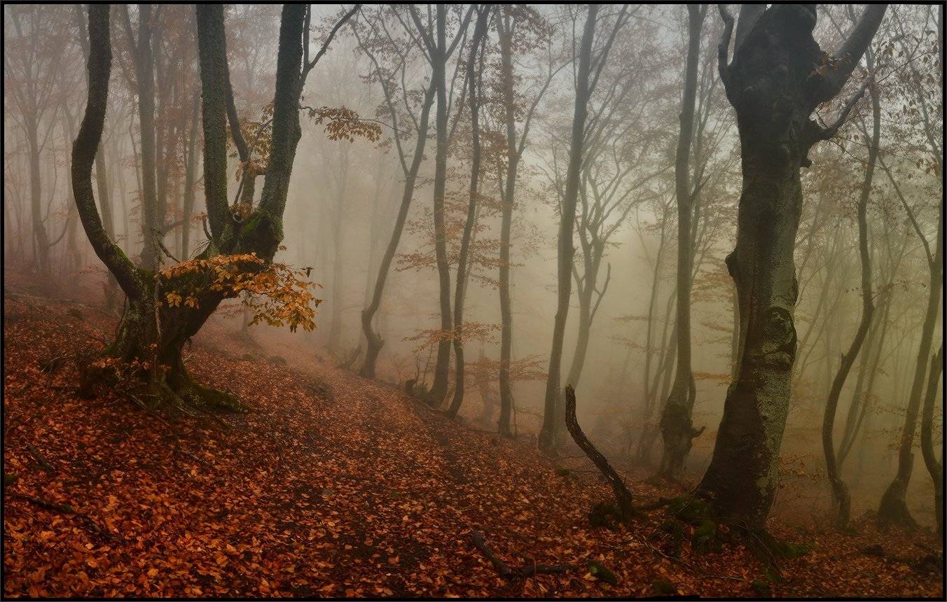 , Владимир Метцгер