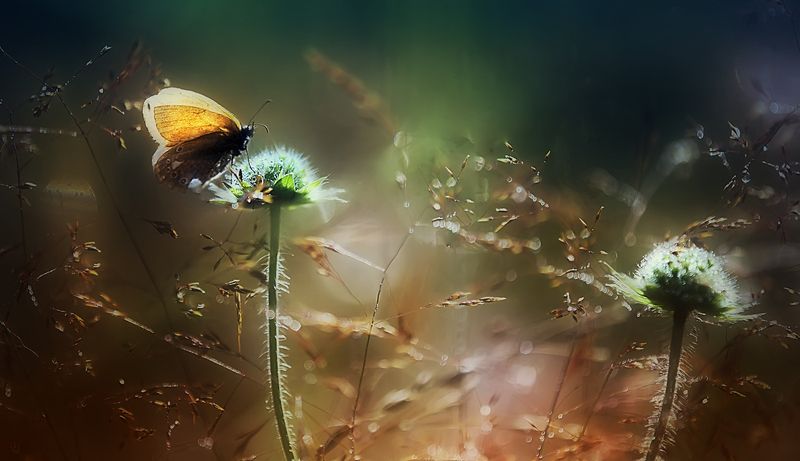 ... ..лето... фото превью