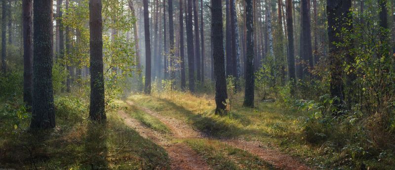 лес, дорога, сосны, утро, туман, дымка, осень, лето, вязники, серково. В тишине леса... фото превью