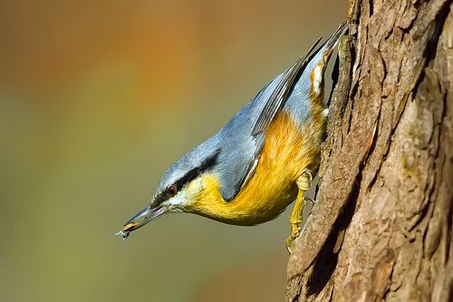 Sitta europaea