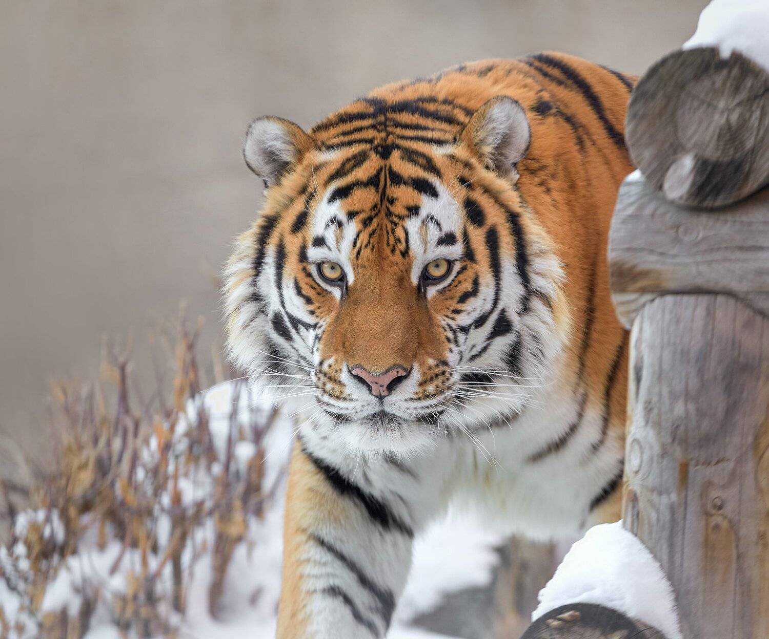 , Олег Богданов