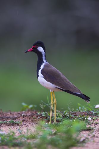 Red Wattled Lapwing