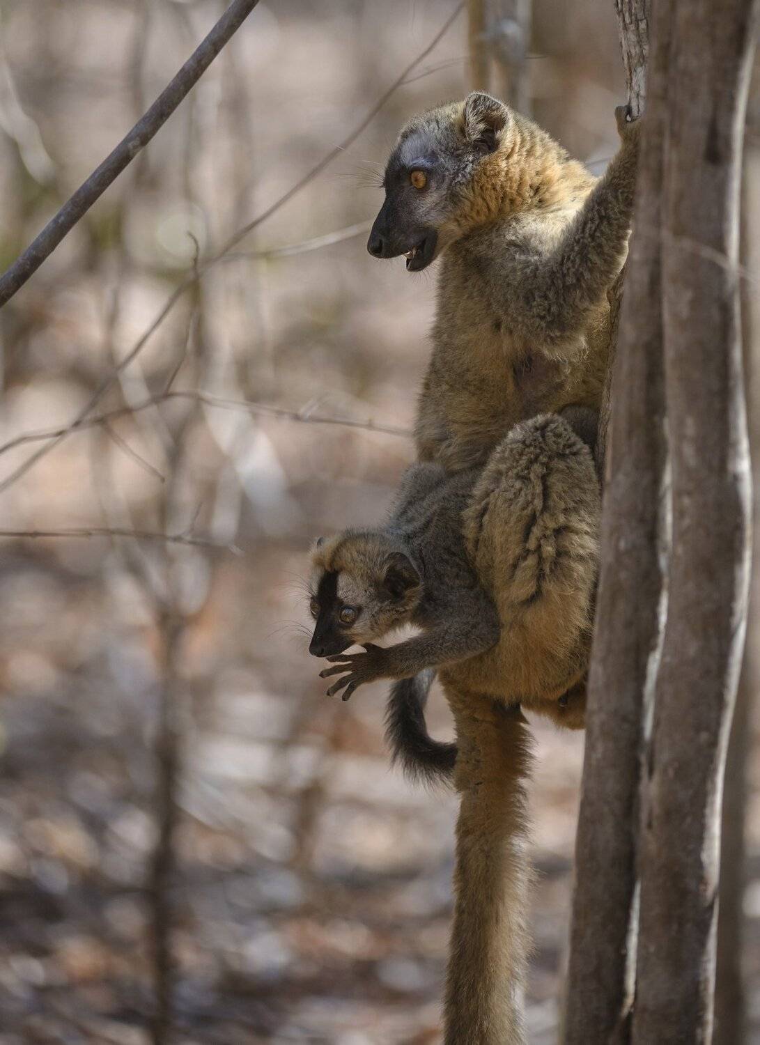 лемур, Александр Маркелов