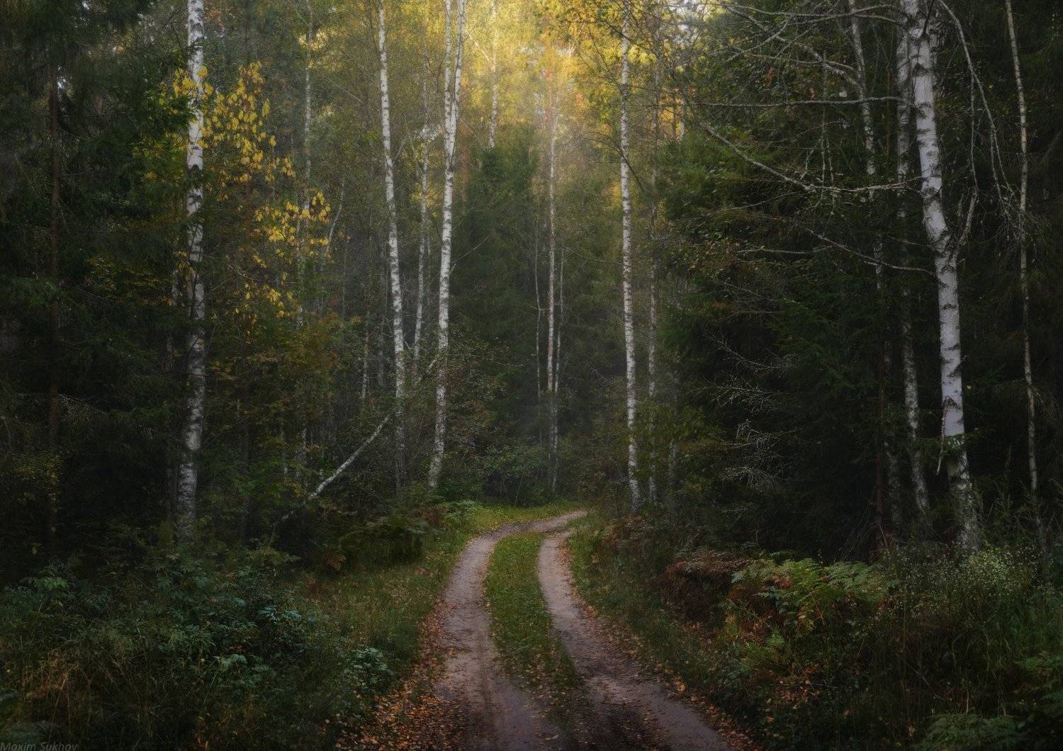 дорога, туман, утро, лес, березы, сосны, Максим Сухов