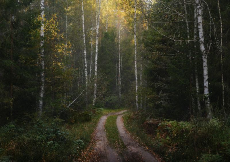 дорога, туман, утро, лес, березы, сосны ***За поворотом осень*** фото превью