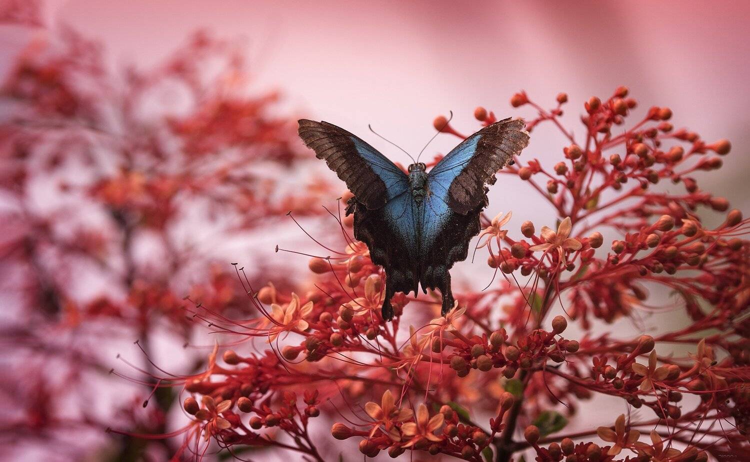 природа, бабочки, макро, индонезия, Дмитрий Посевич